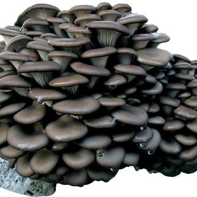 大量提供平菇蘑菇，产地直销