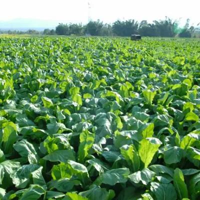 大量供应青菜，产地