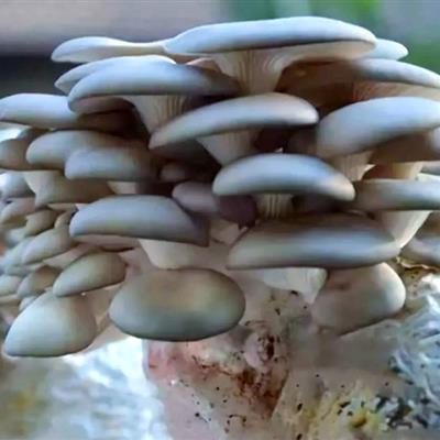 平菇批发，农场直接供货，质量好，量大从优