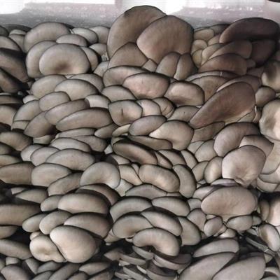 平菇批发，农场直接供货，质量好，量大从优