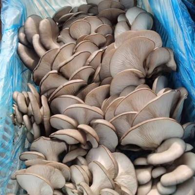 平菇批发，农场直接供货，质量好，量大从优