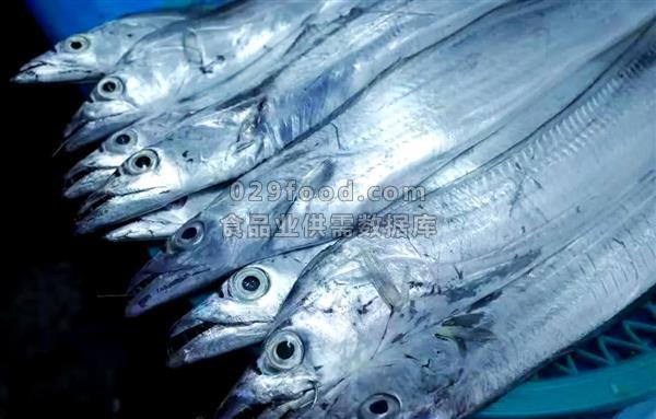 新鲜带鱼，送货上门，快递发全国冷冻