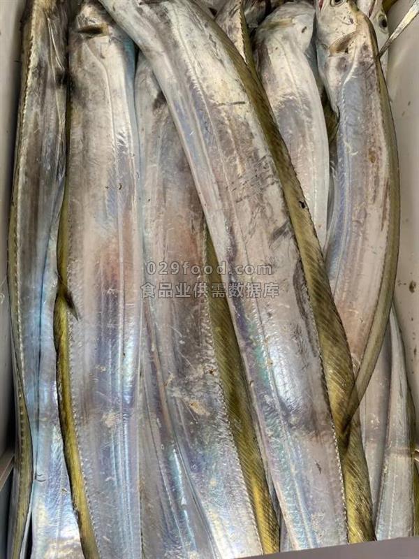 新鲜带鱼，送货上门，快递发全国冷冻