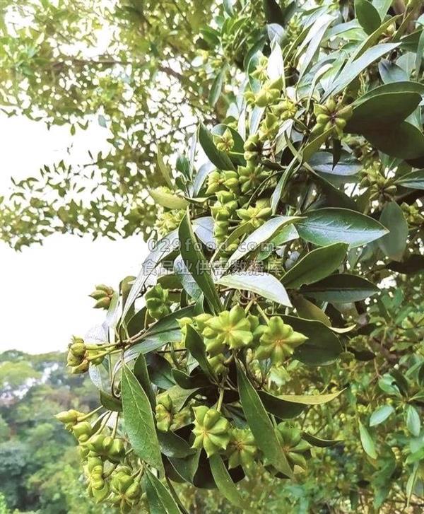 大量提供大茴香，一级品质，支持分装