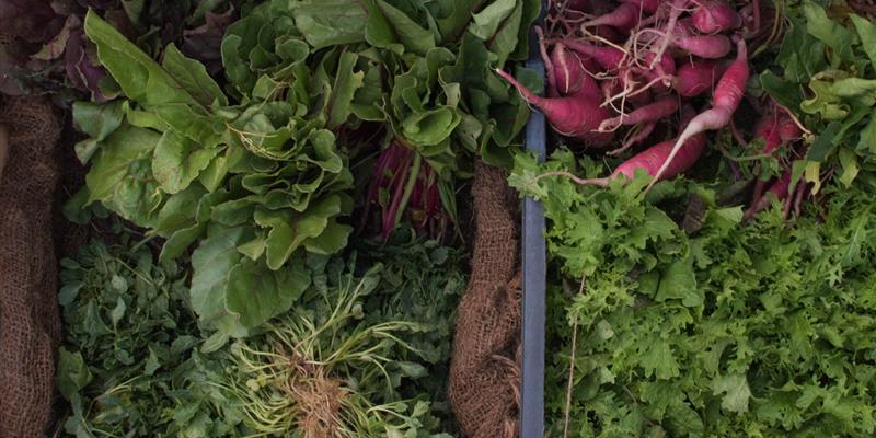 从头开始：草根改变公共食品供应链