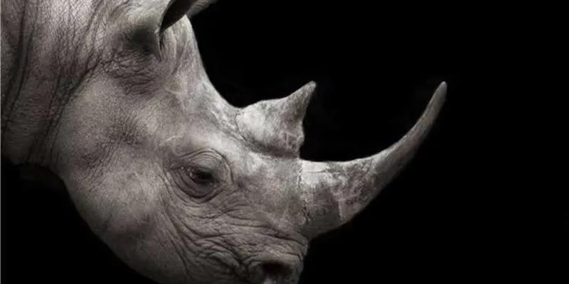 2024最大的灰犀牛：特朗普2.0