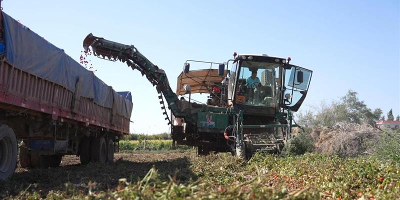 新疆西红柿产业报告