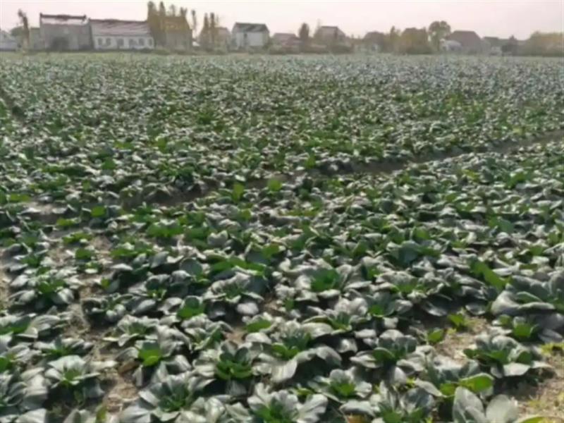 丑菜又在江浙沪火了